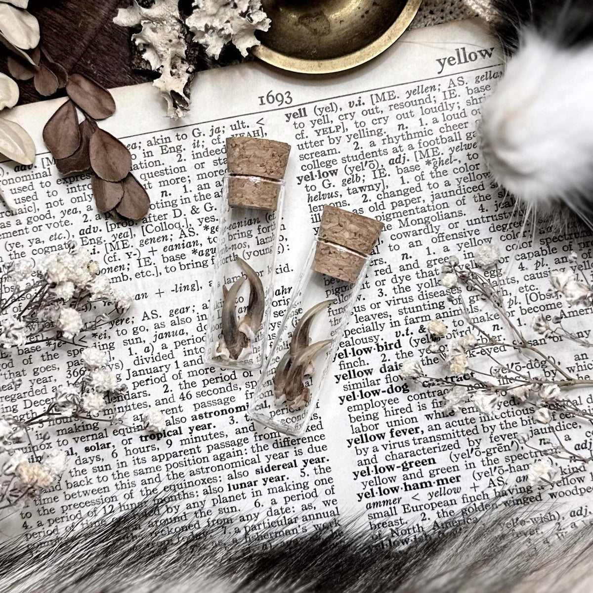Real Skunk Claws in Glass Vial – No. 02