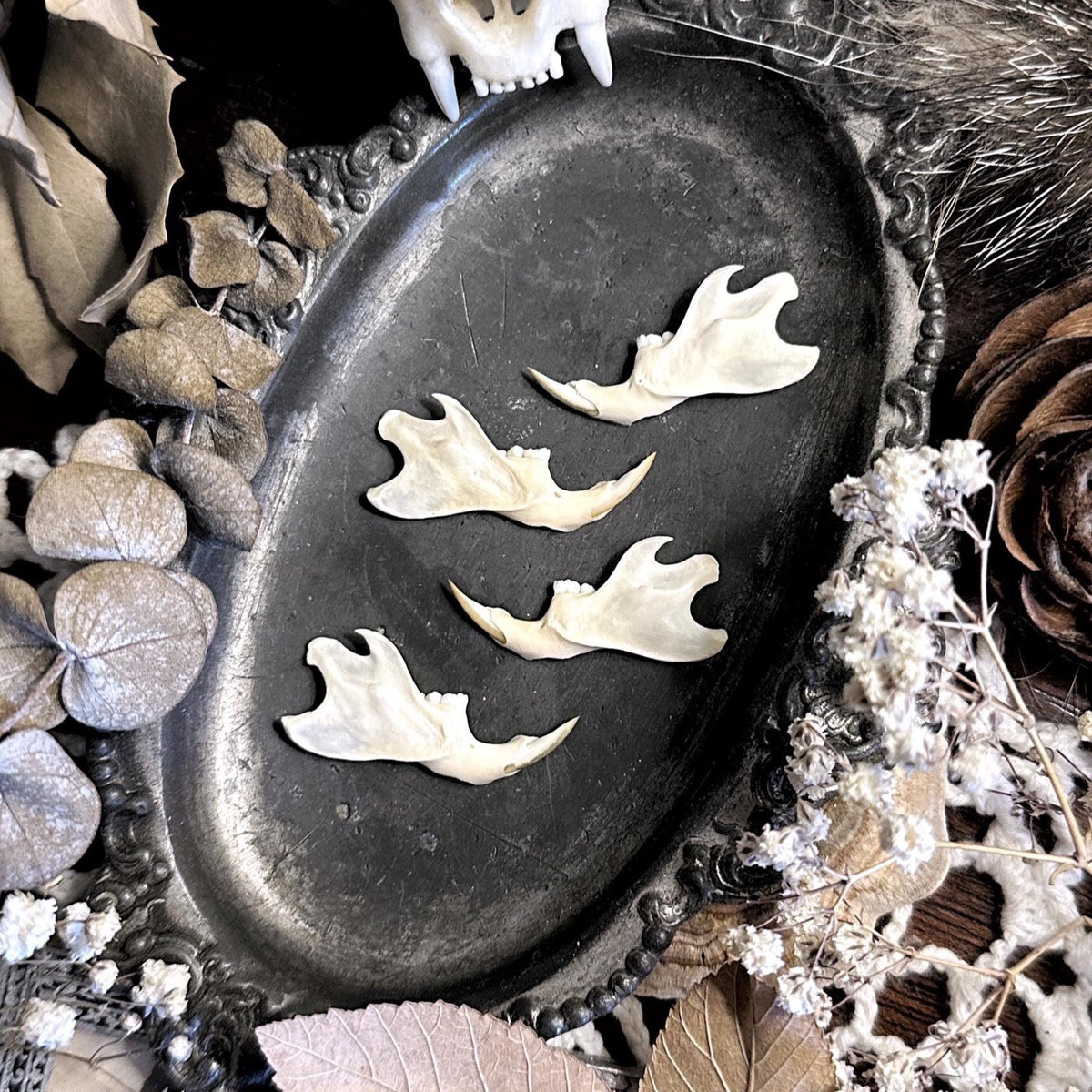 One Real Rat Jawbone – No. 01