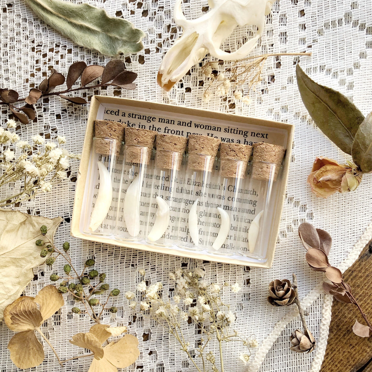 A Study in Teeth Collection – No. 02