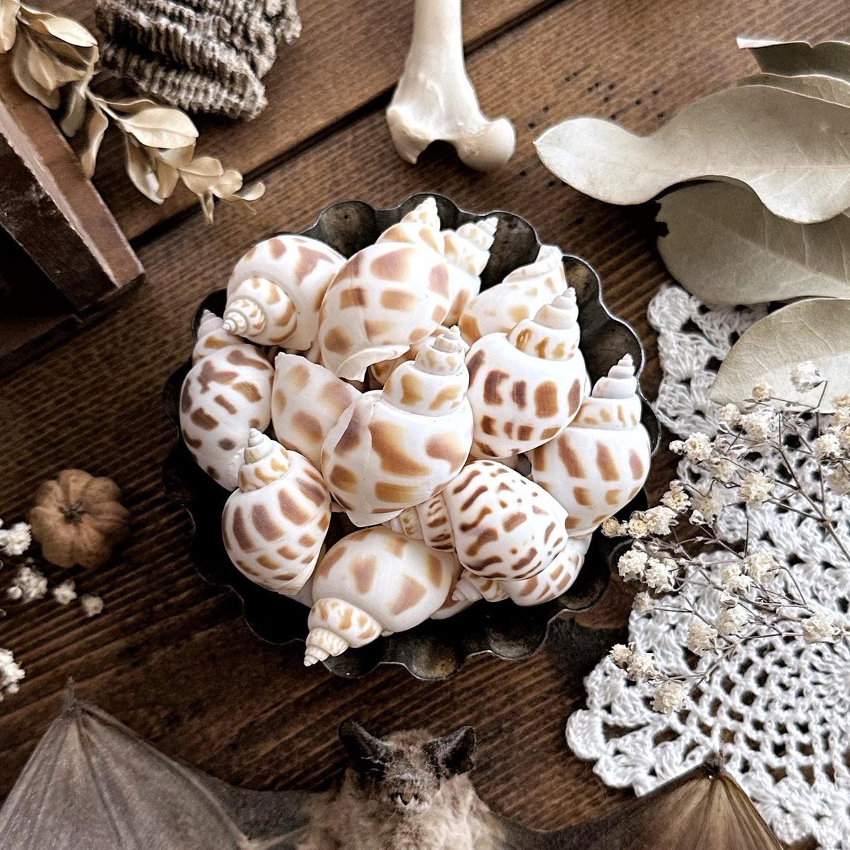 Collection of 5 Hand Selected Babylonia Shells