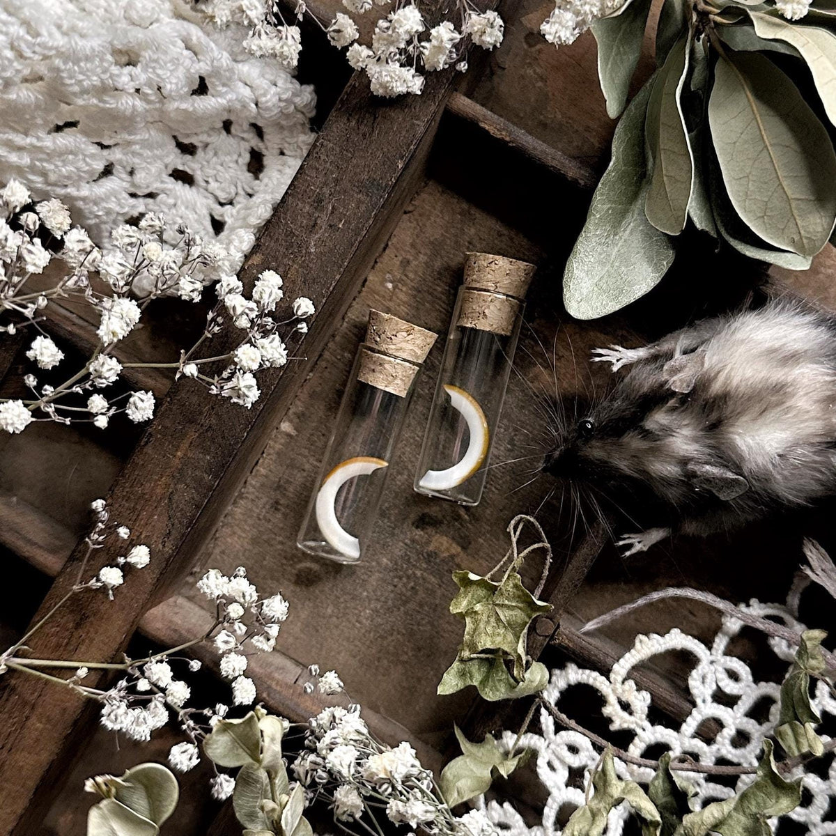 One Real Squirrel Tooth in Glass Vial – No. 04