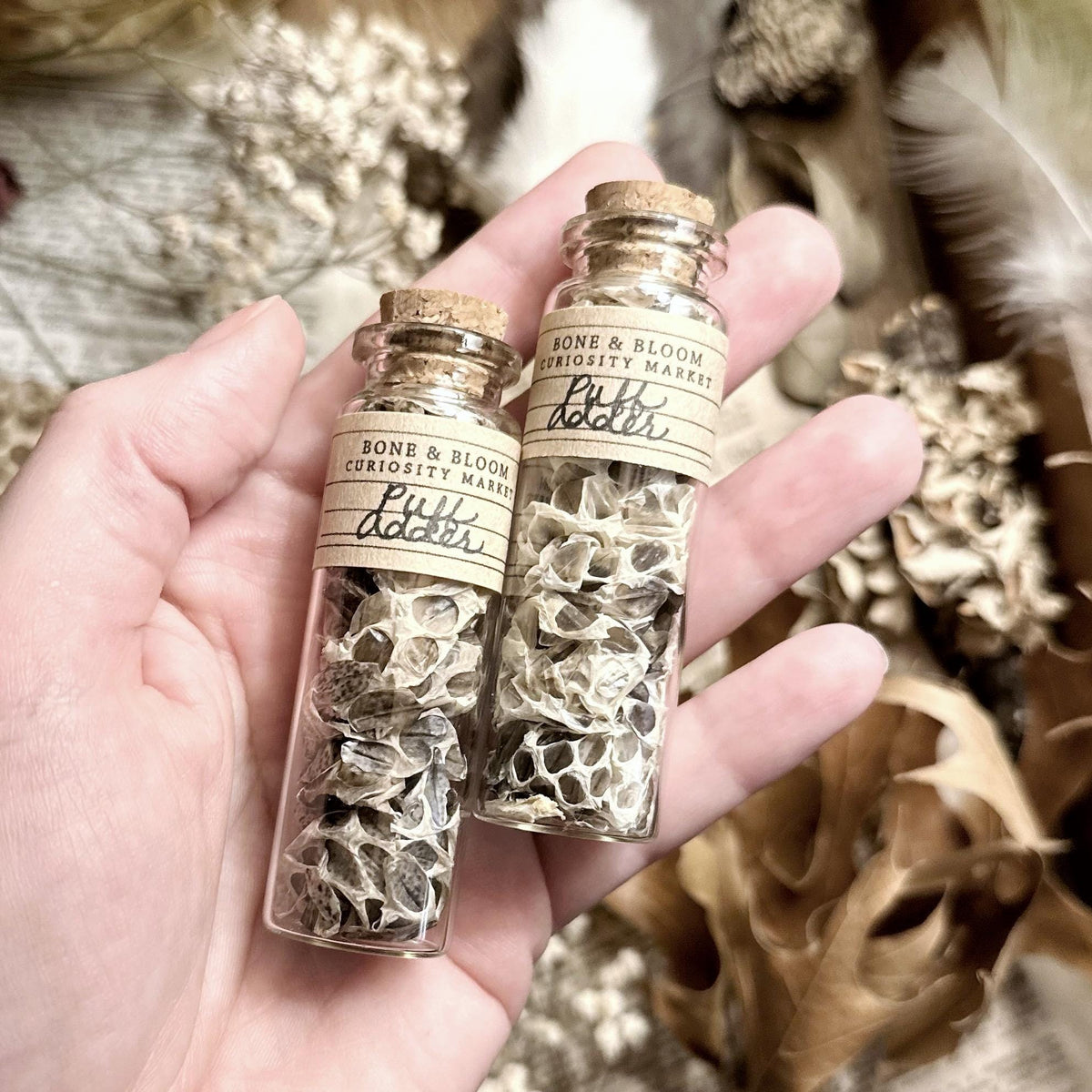 Real Puff Adder Snake Skin in Glass Vial