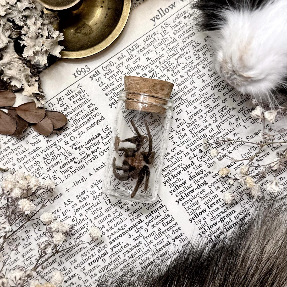 Petite Tarantula Molt in Glass Vial – No. 28