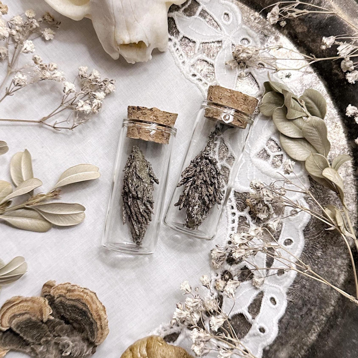 One Real Petite Bagworm Cocoon in Glass Vial – No. 12