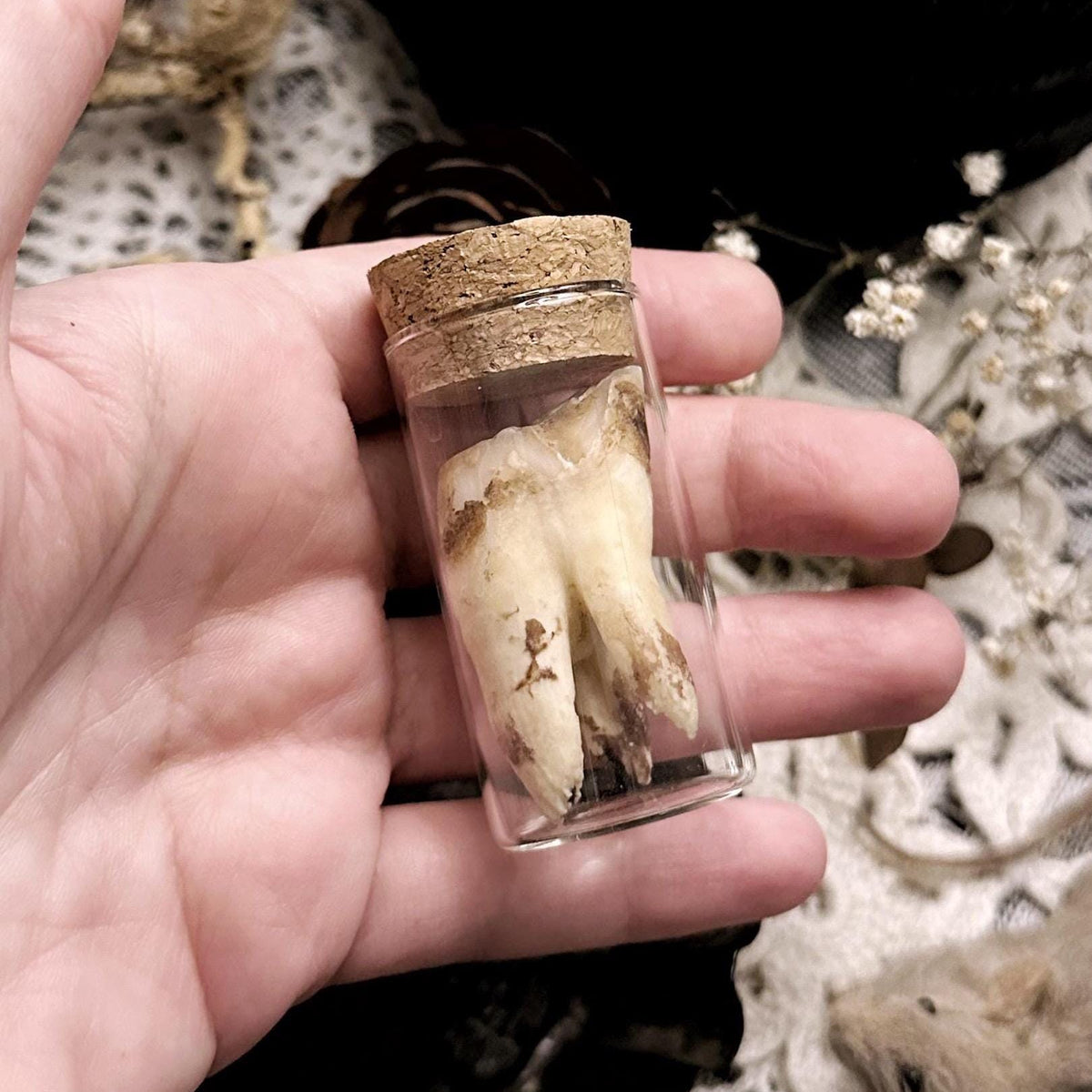Real Rustic Cow Tooth in Glass Vial – No. 03