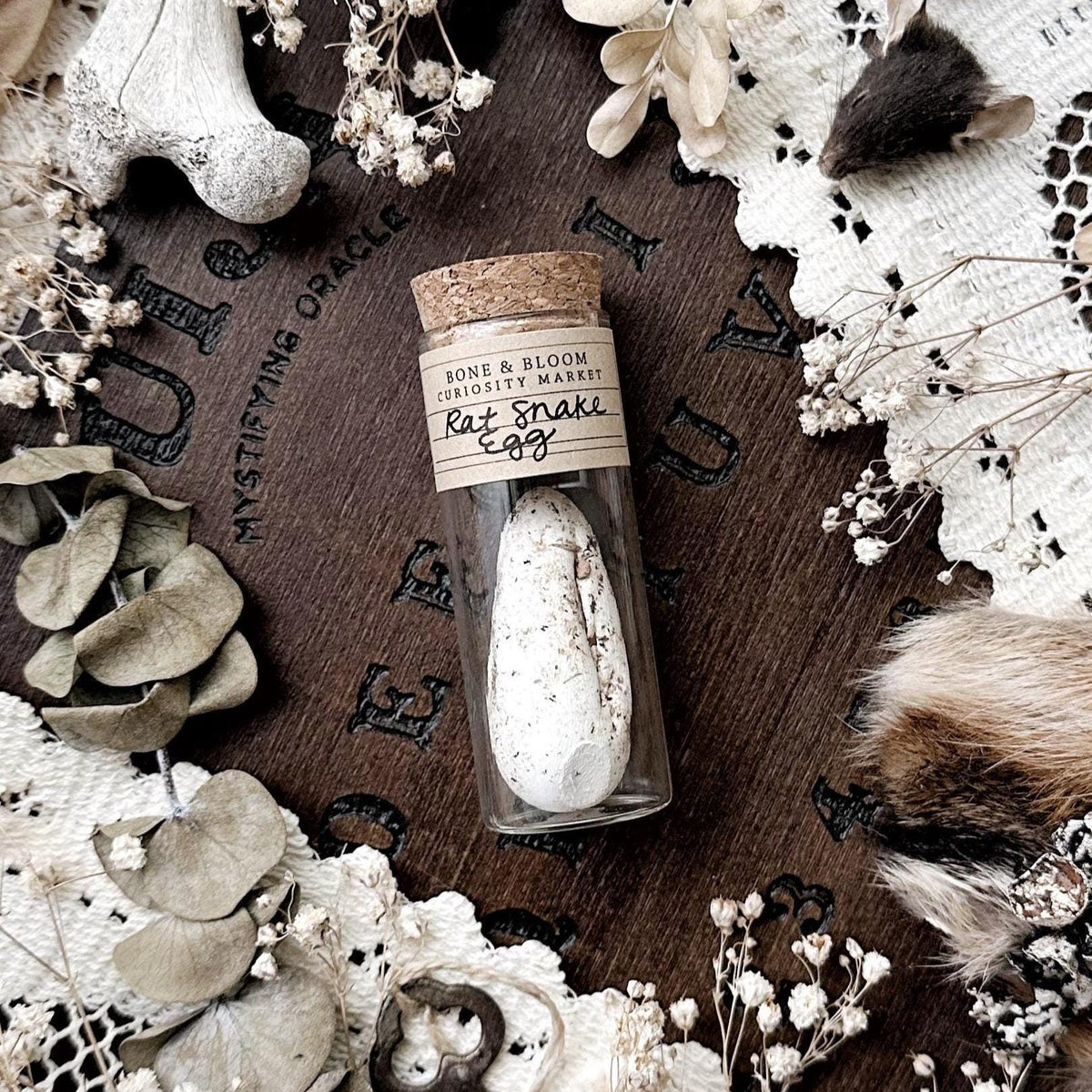 Real Dried Rat Snake Egg in Glass Vial – No. 02