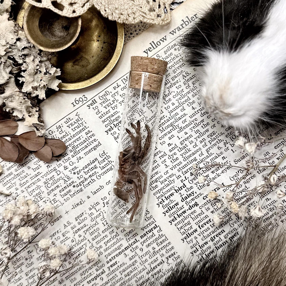 Petite Tarantula Molt in Glass Vial – No. 30