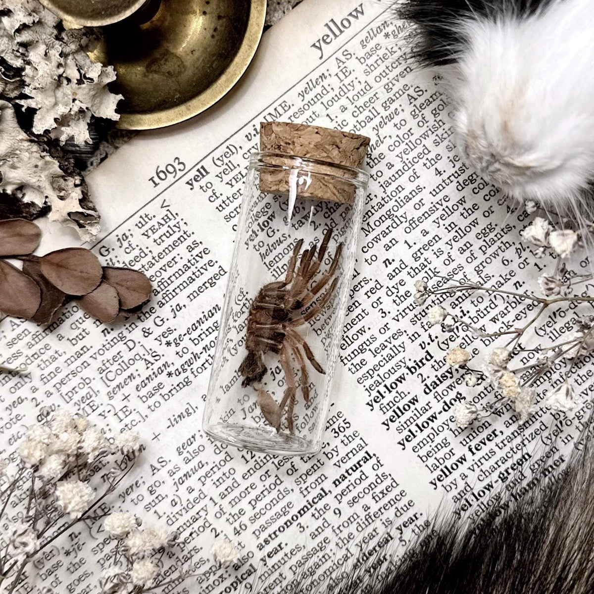 Petite Tarantula Molt in Glass Vial – No. 22