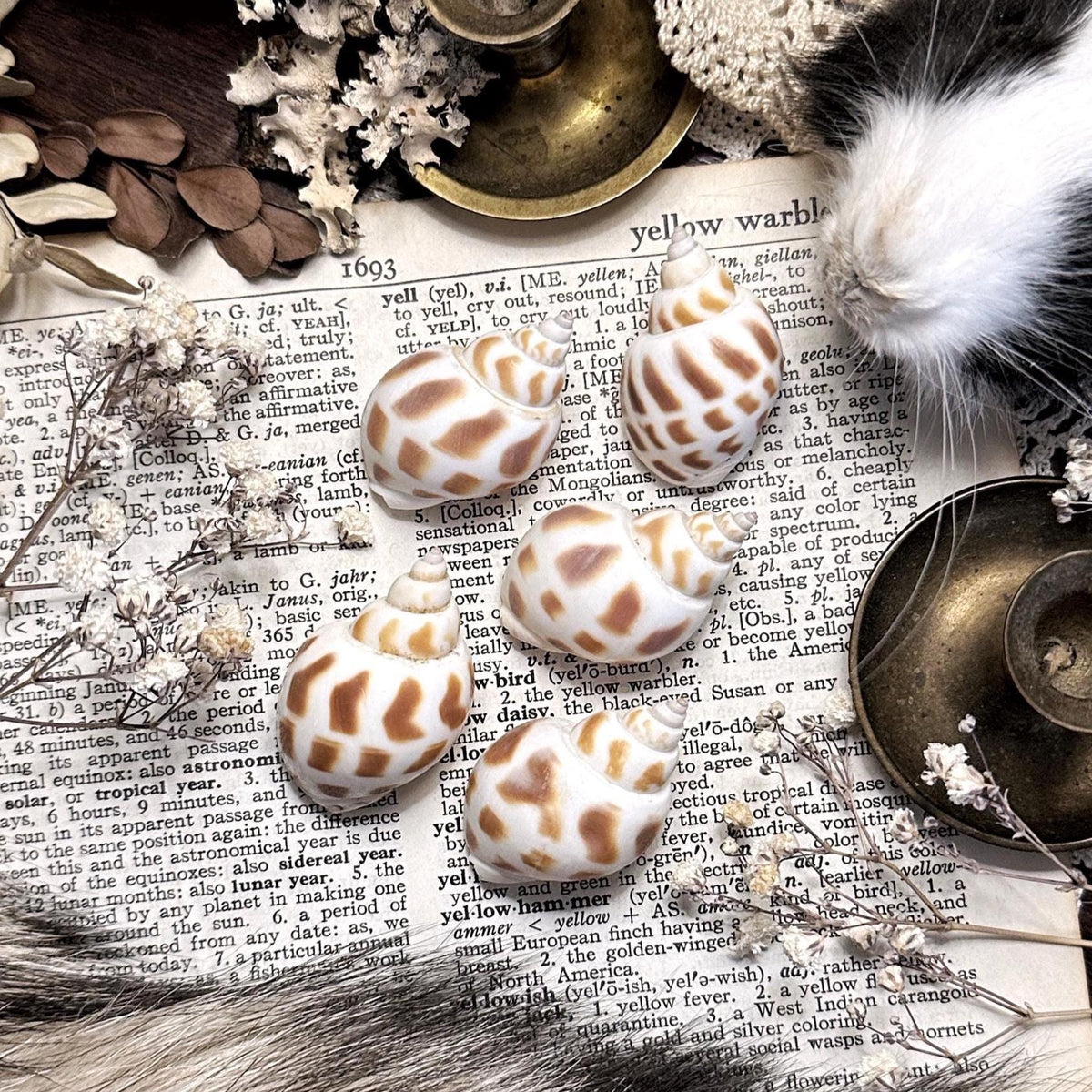 Collection of 5 Large Babylonia Shells