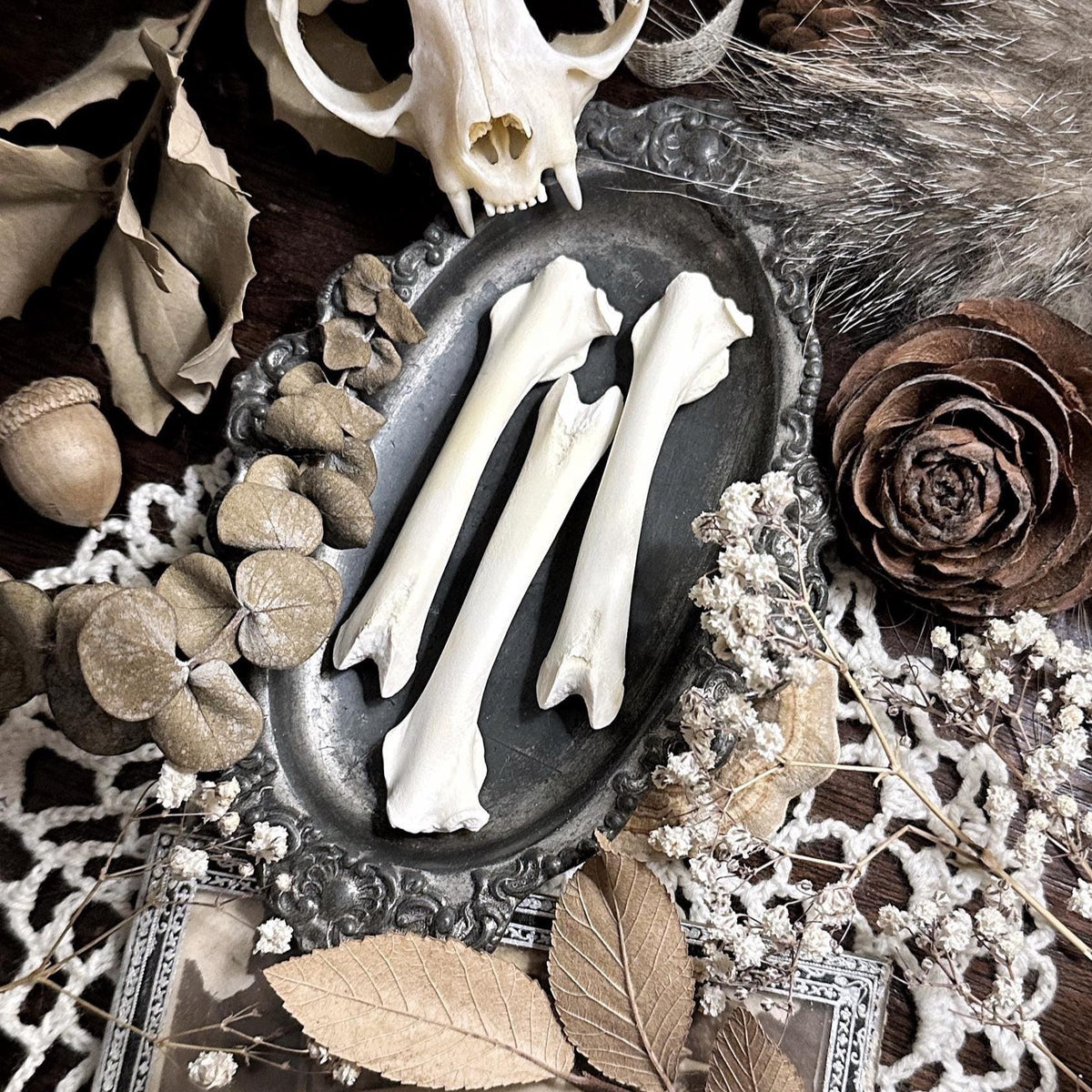 One Real Rabbit Femur Bone