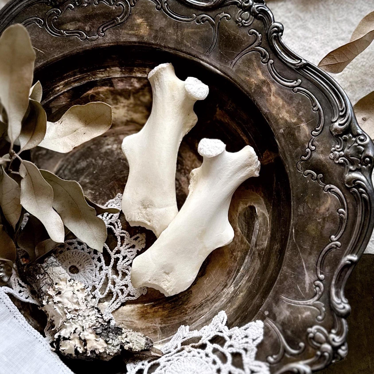 One Real Beaver Femur Bone – No. 02