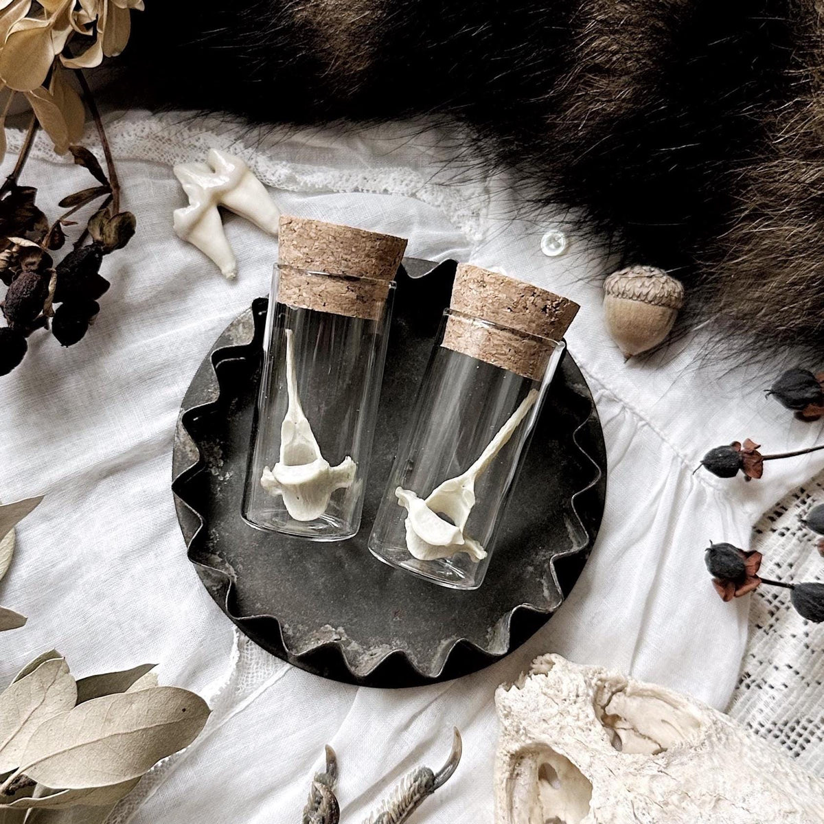 One Real Opossum Vertebrae Bone in Glass Vial – No. 01