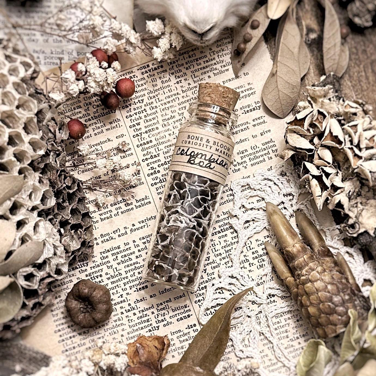 Real Colombian Boa Snake Skin in Glass Vial