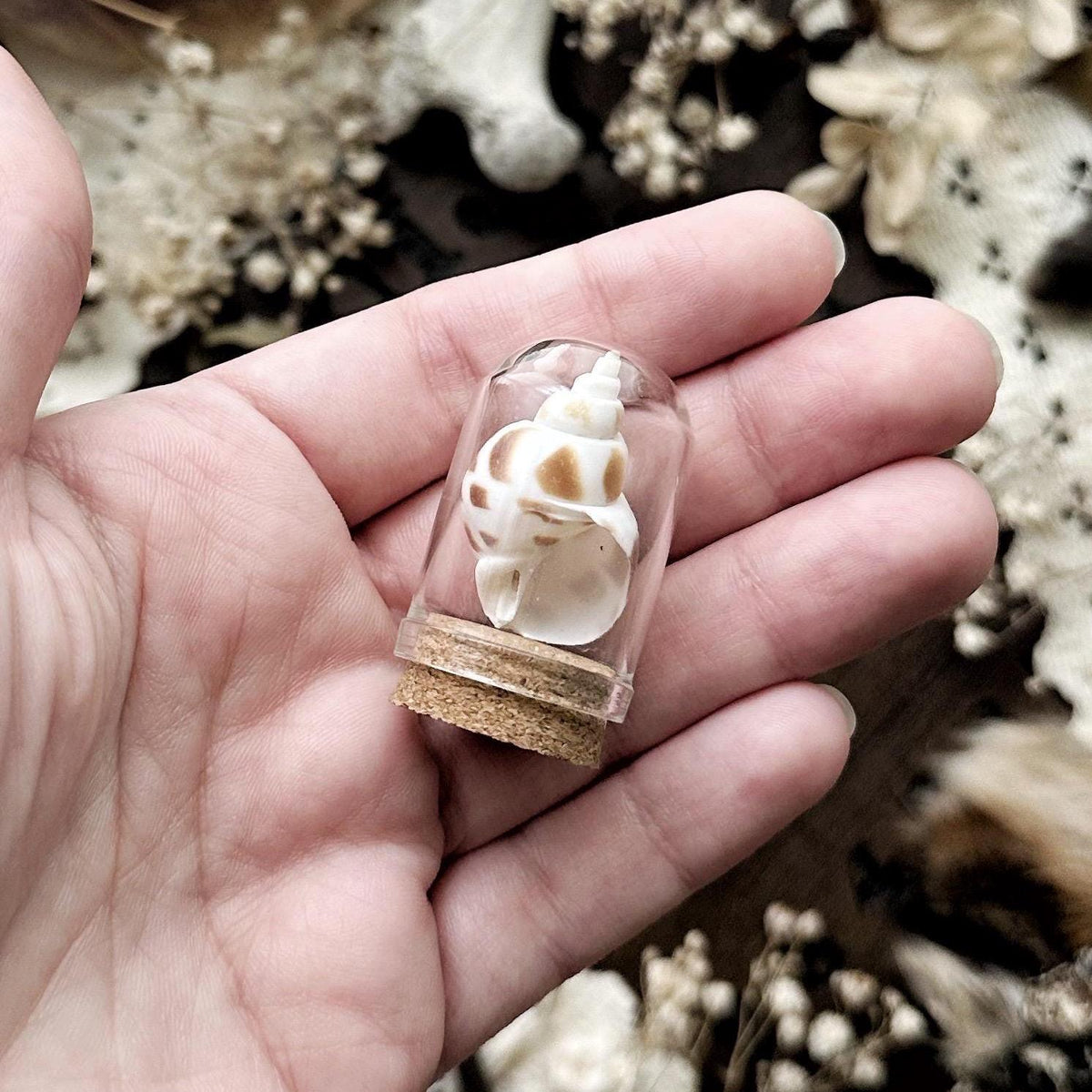 One Petite Babylonia Shell in Mini Glass Dome – No. 04