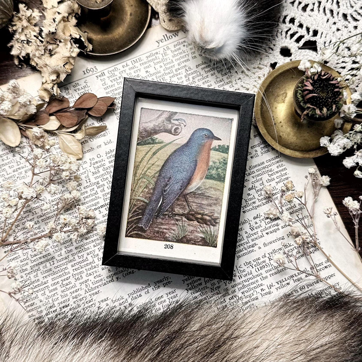1916 The Bluebird – 2x3 Tiny Framed Vintage Early 1900's Bird Print