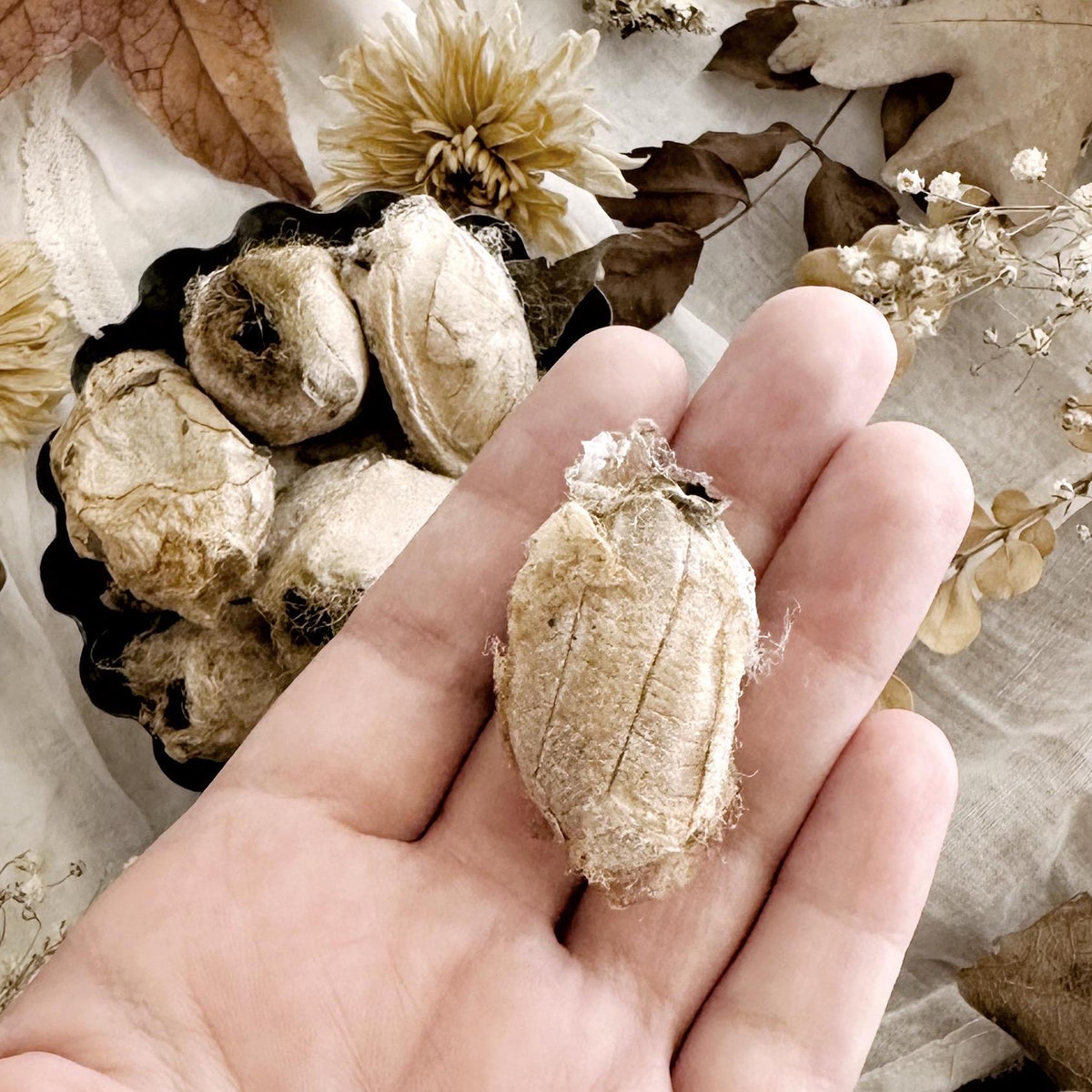 One Real Silk Moth Cocoon – No. 01