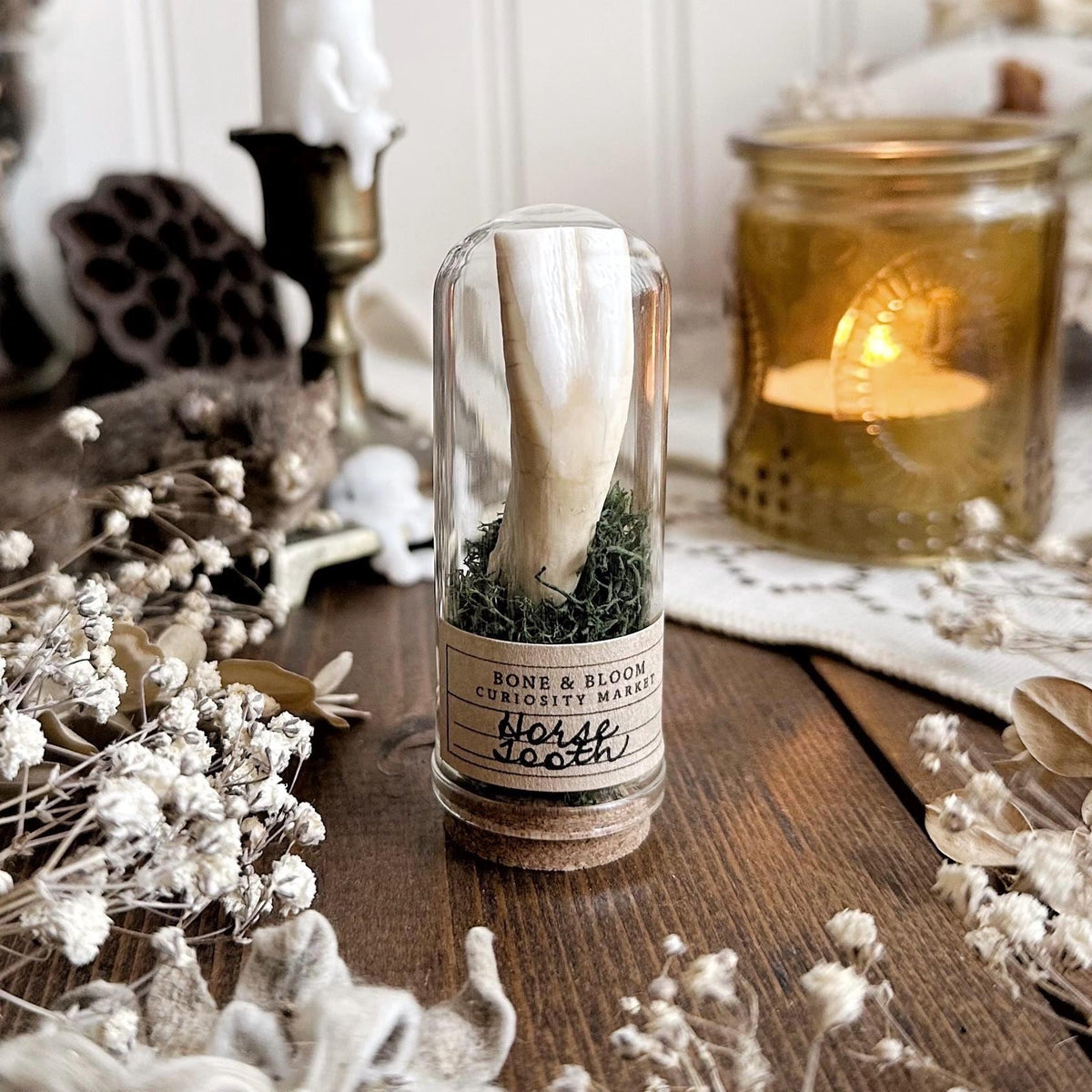 Real Rustic Horse Tooth in Glass Dome