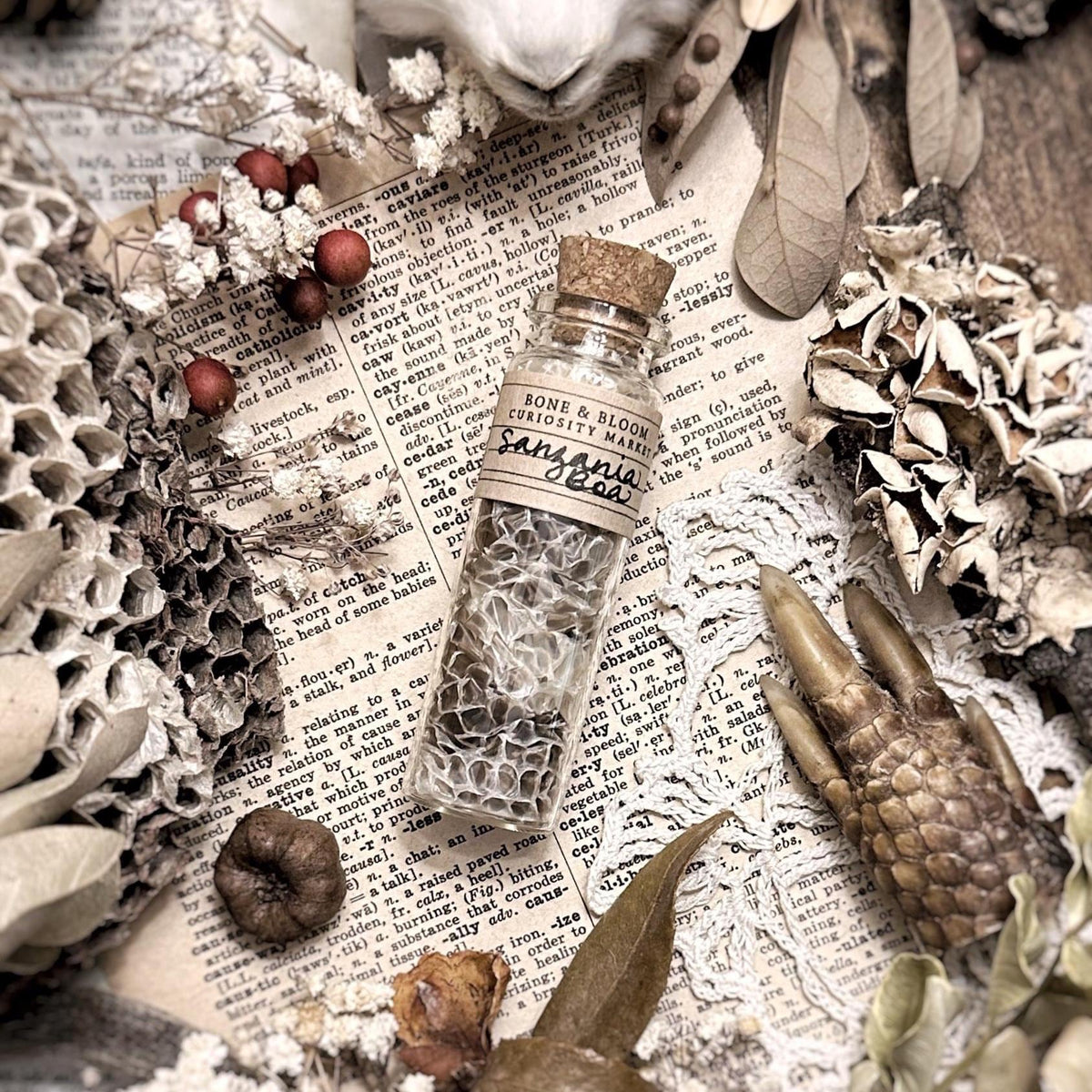 Real Sanzania Boa Snake Skin in Glass Vial