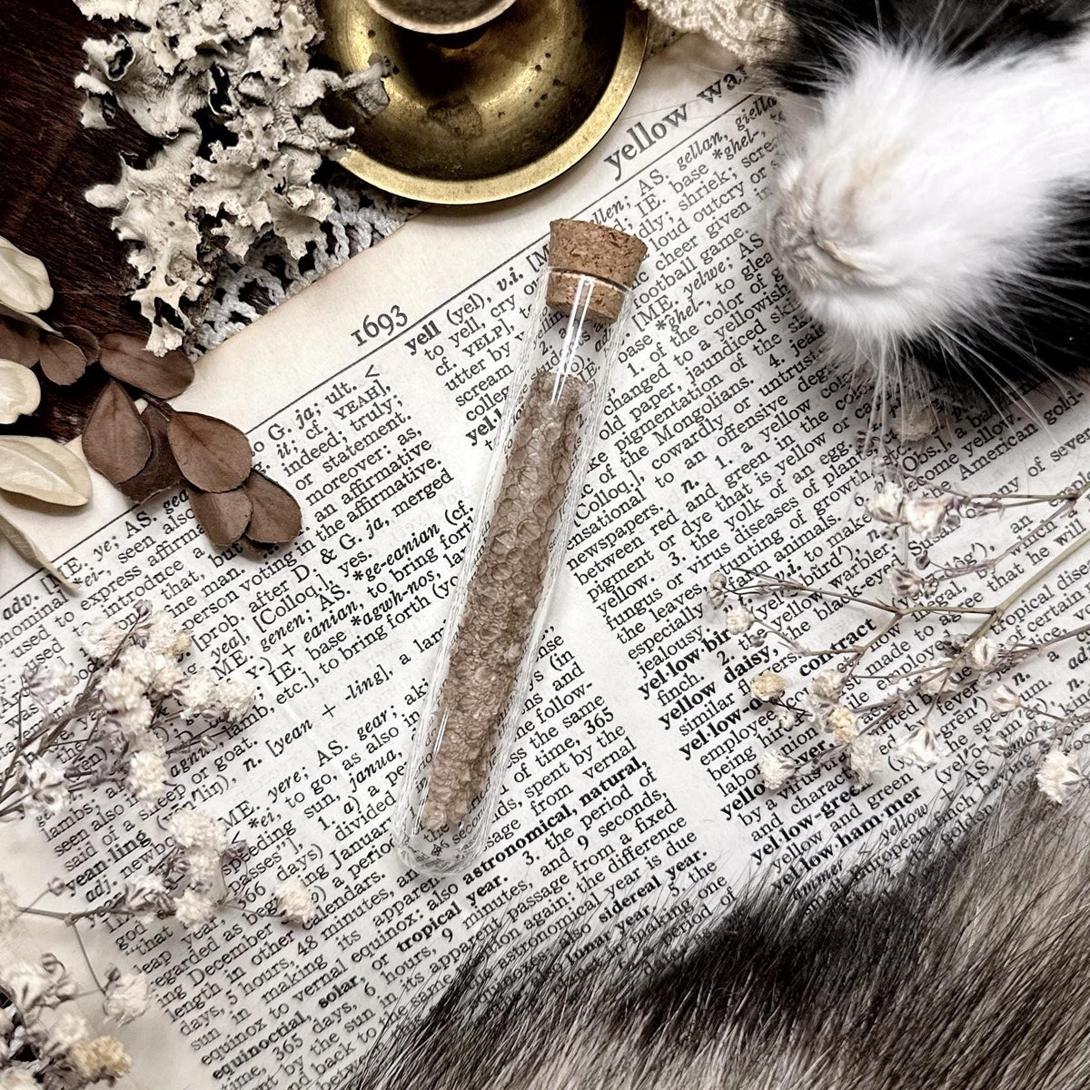 Real Lizard Skin Shed in Glass Vial