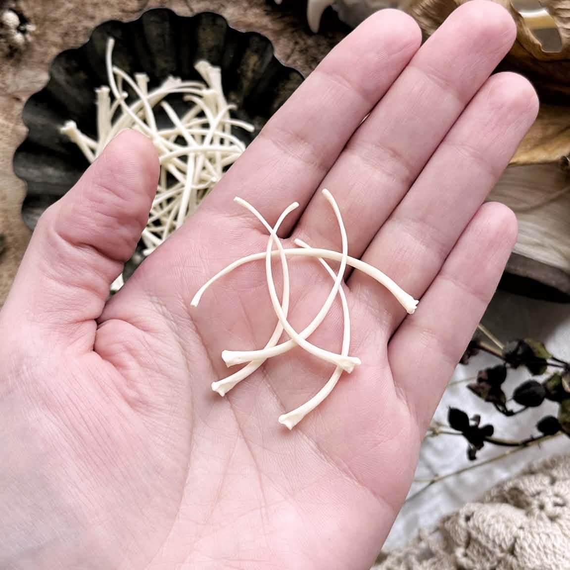 Collection of 5 Real Emerald Tree Boa Snake Rib Bones – No. 02