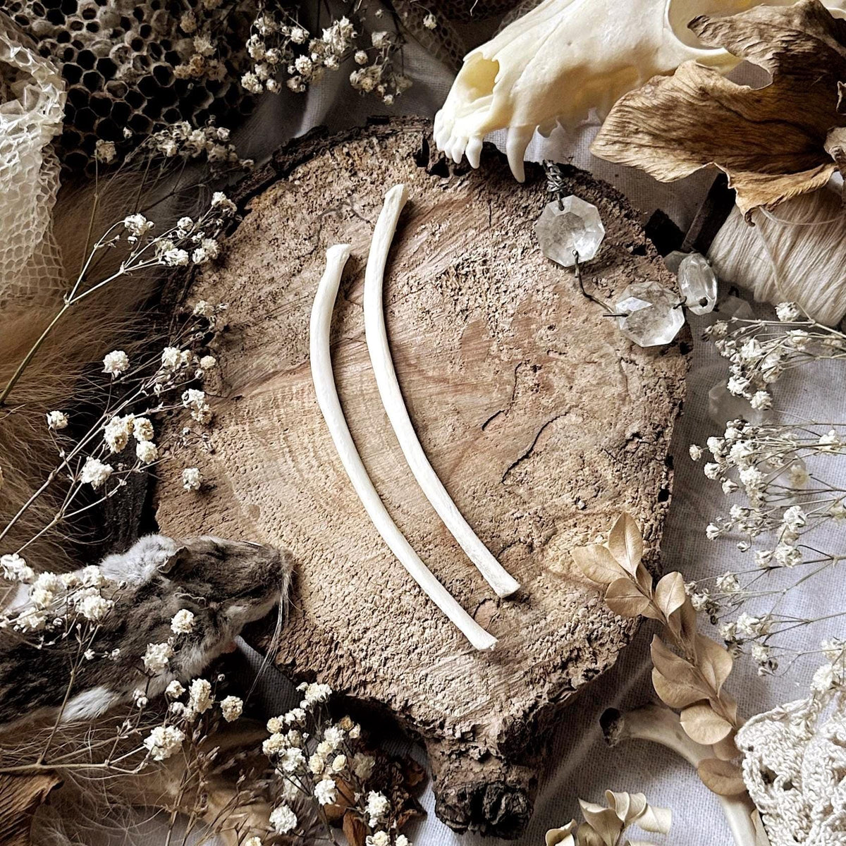 Real Pair of Large Beaver Rib Bones – No. 04
