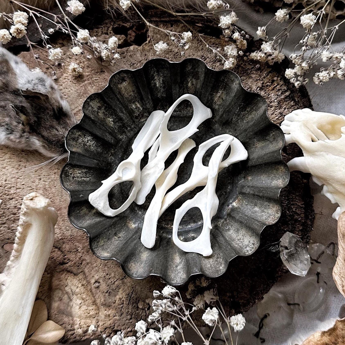 One Real Squirrel Pelvic Bone