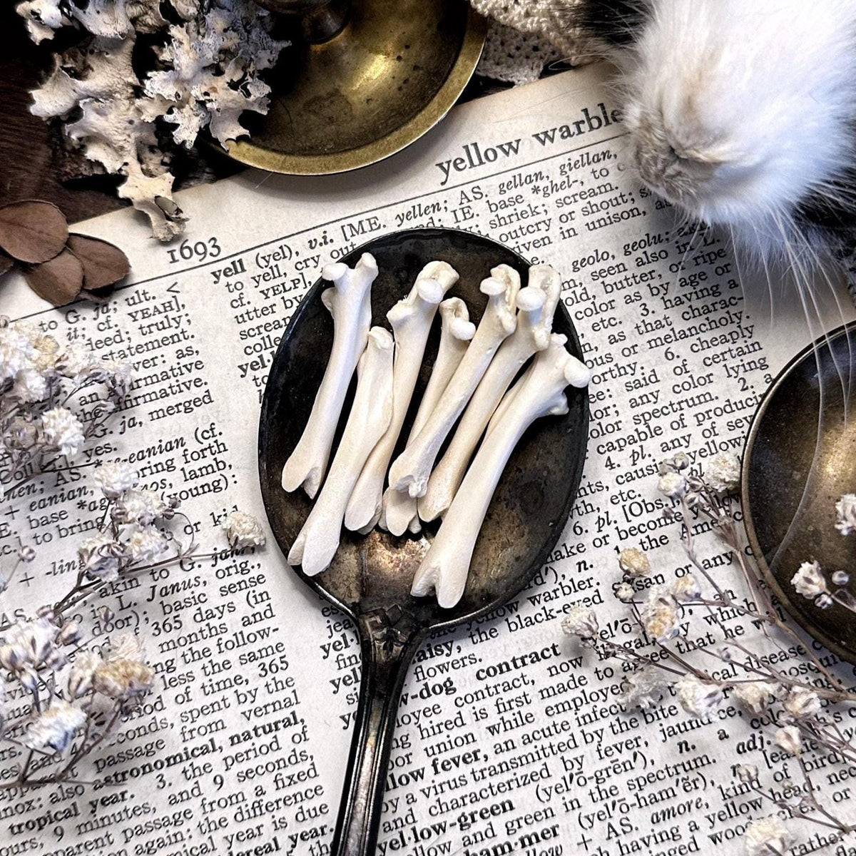 One Real Rat Femur Bone – No. 01