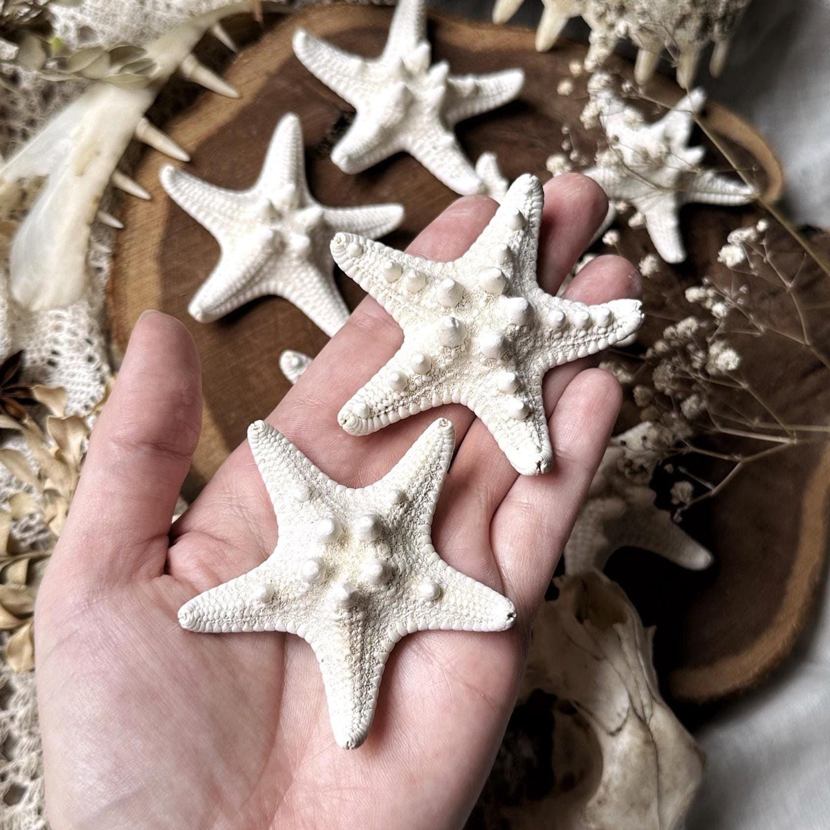 One Real Medium Dried Starfish – No. 02