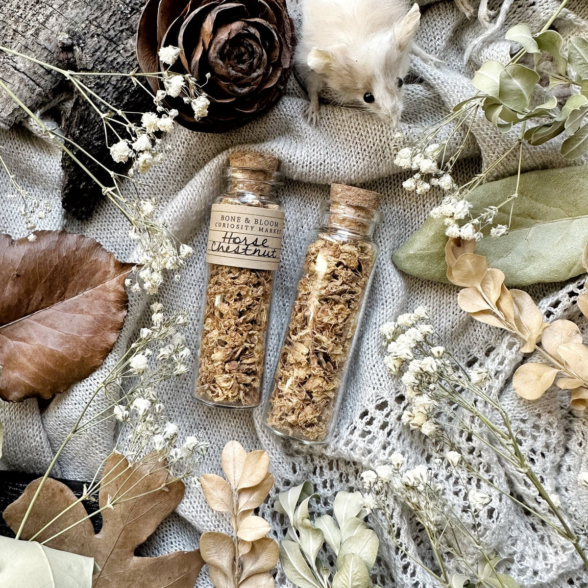 Dried Horse Chestnut Flowers in Glass Vial