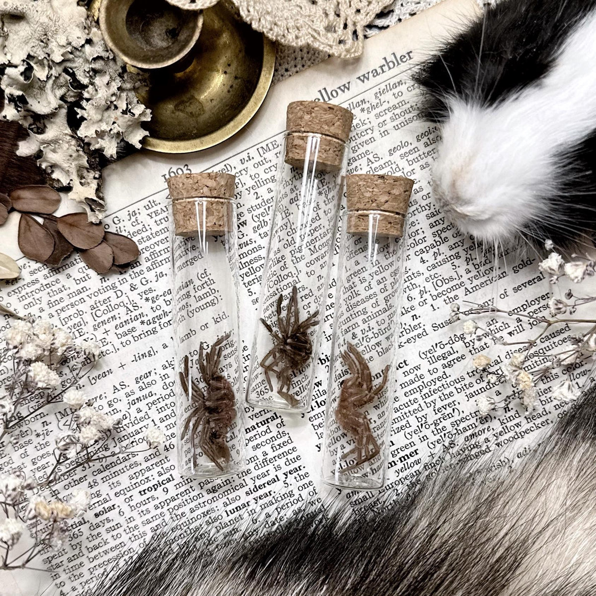 Mystery Petite Tarantula Molt in Glass Vial – No. 02