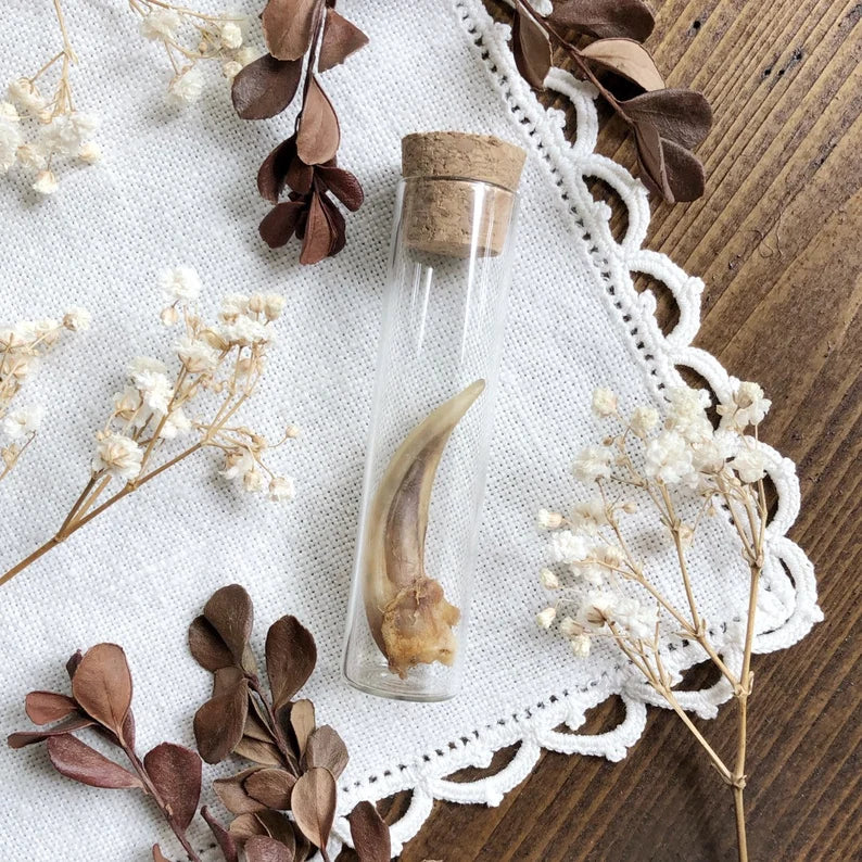 One Real Badger Claw in Glass Vial – No. 02