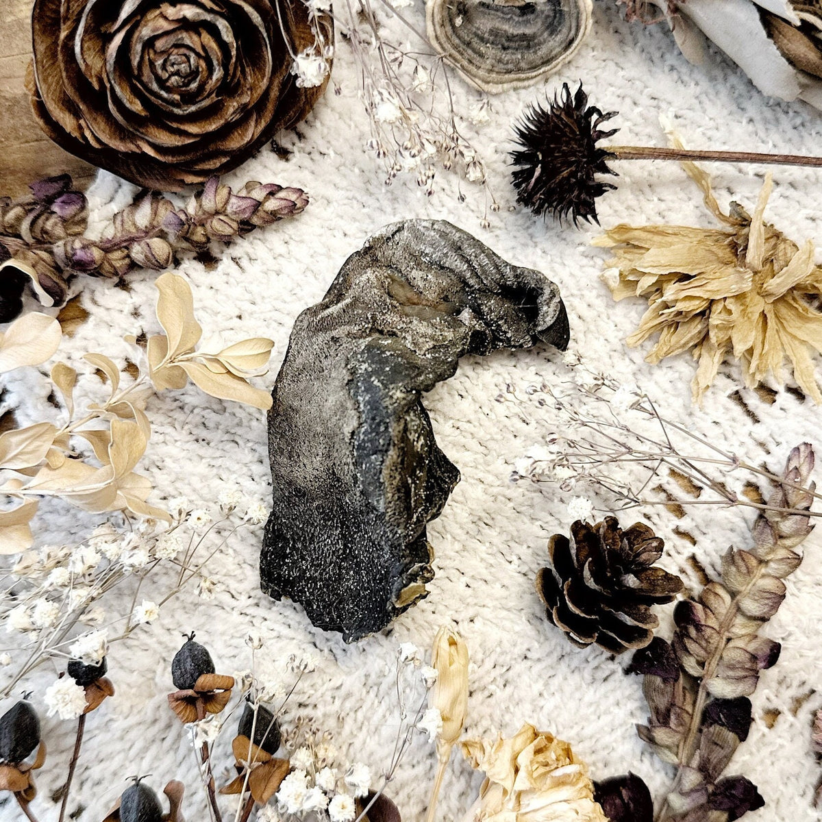 Real Mummified Coyote Tongue