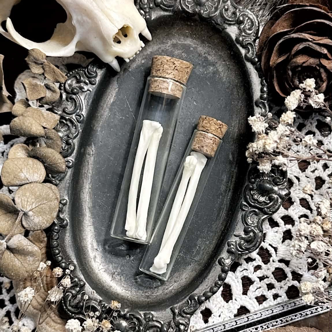 Real Cat Foot Bones in Glass Vial