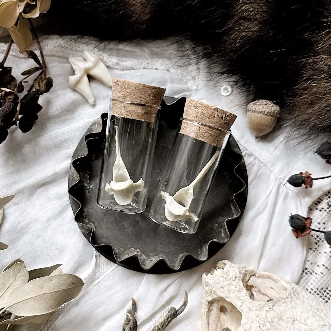 One Real Cat Vertebrae Bone in Glass Vial