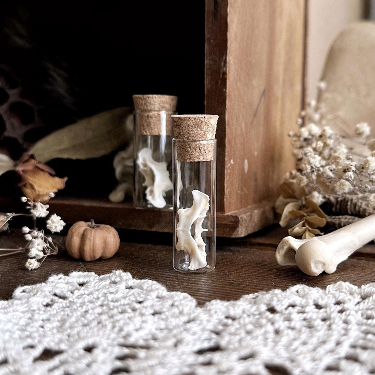 One Real Rabbit Atlas Vertebrae Bone in Glass Vial