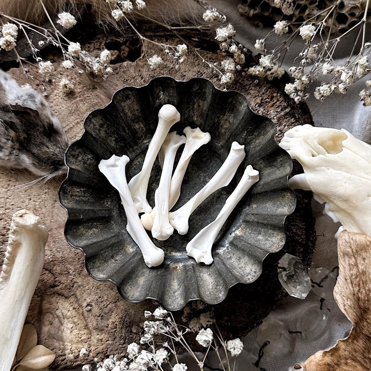 One Real Squirrel Humerus Bone