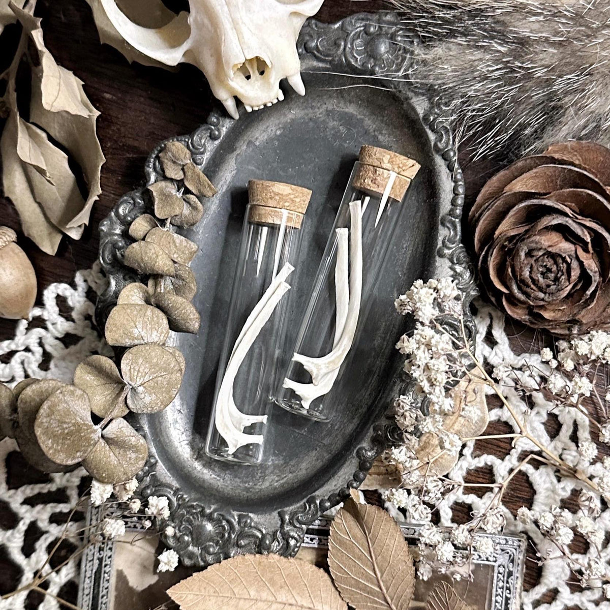 Real Rabbit Rib Bones in Glass Vial – No. 02