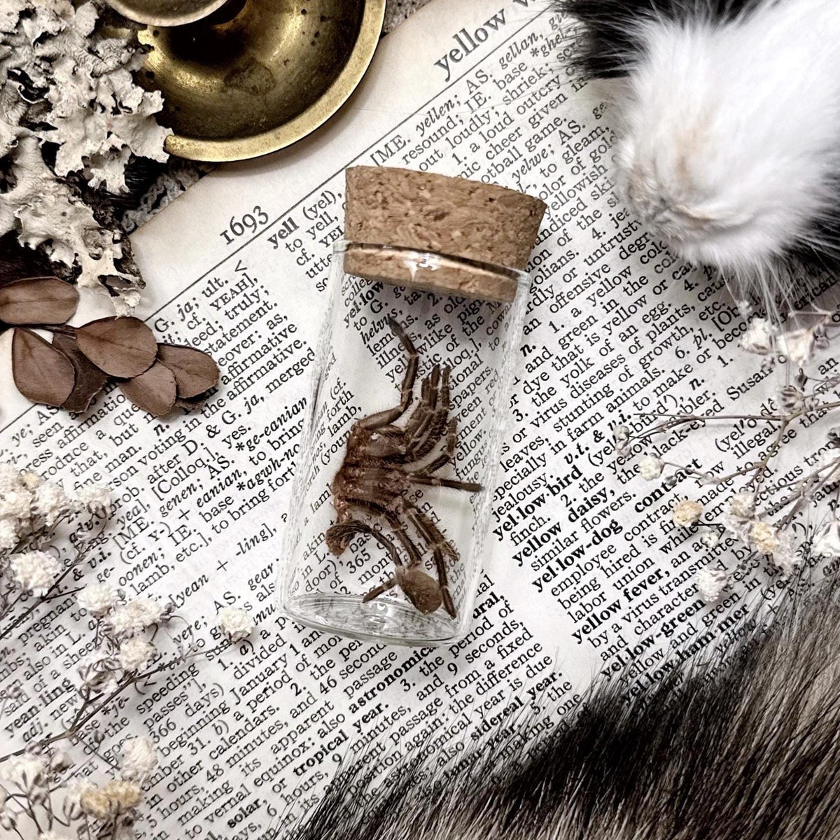 Tarantula Molt in Glass Vial – No. 14