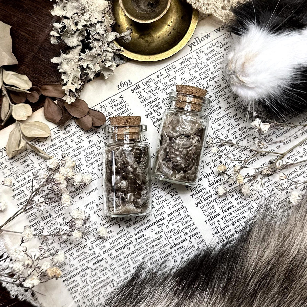 Real Argentine Tegu Skin in Small Glass Vial