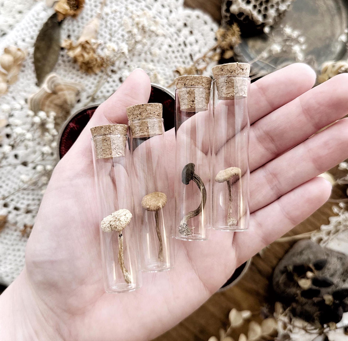 Petite Dried Mushroom in Glass Vial – No. 01