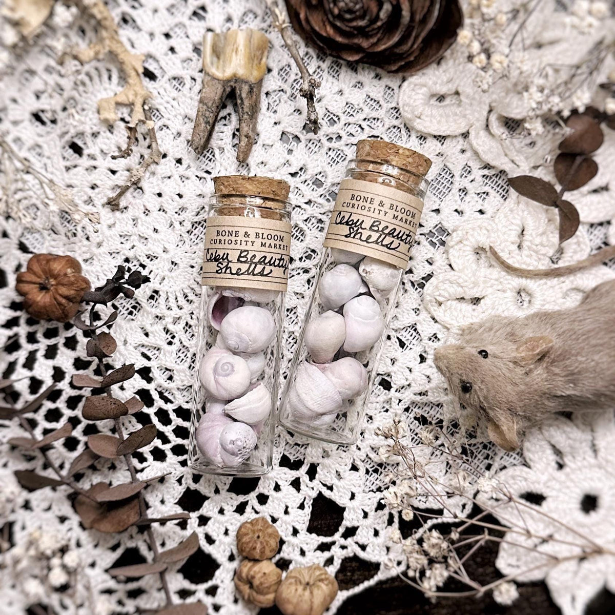 Cebu Beauty Seashells in Glass Vial – No. 01