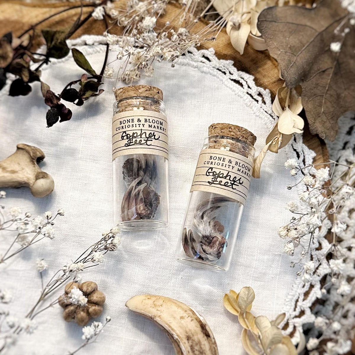 Real Pair of Mummified Pocket Gopher Feet in Glass Vial – No. 01
