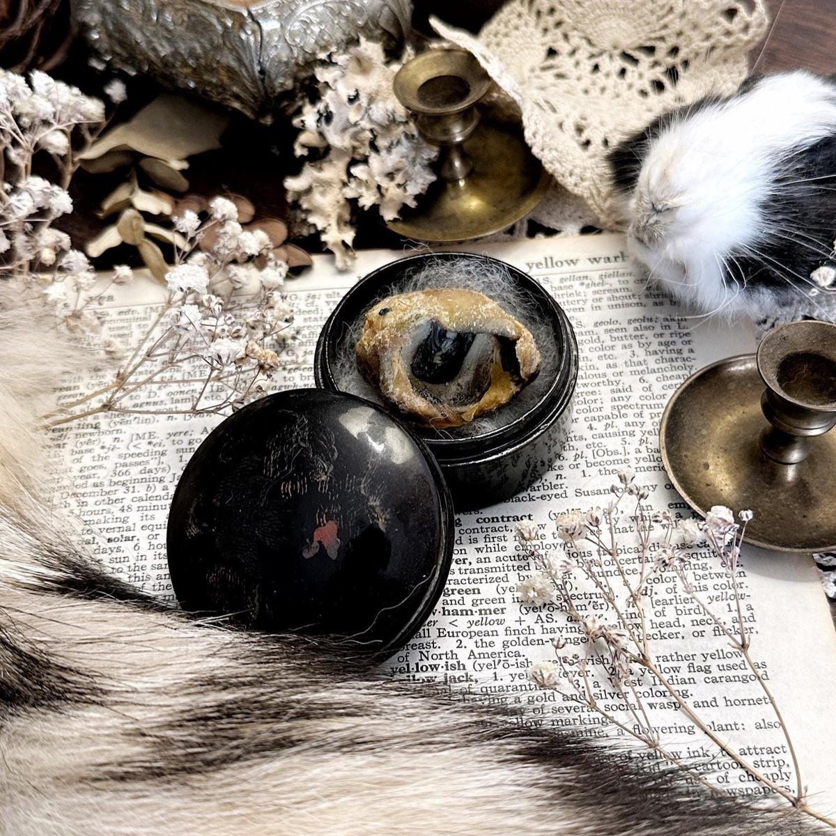 Real Mummified Sheep Eyeball in Vintage Trinket Box
