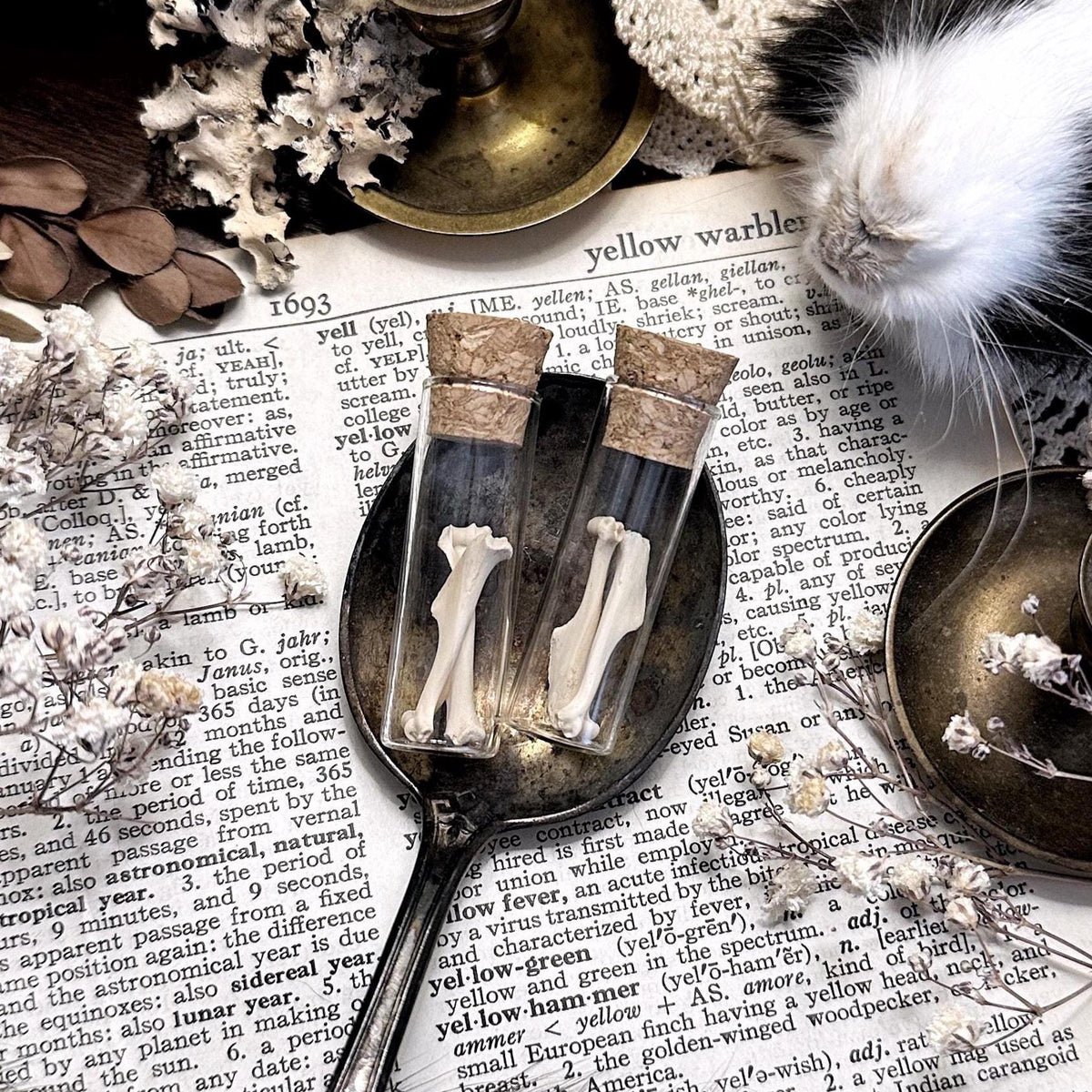 Real Petite Rat Humerus Bones in Glass Vial – No. 04
