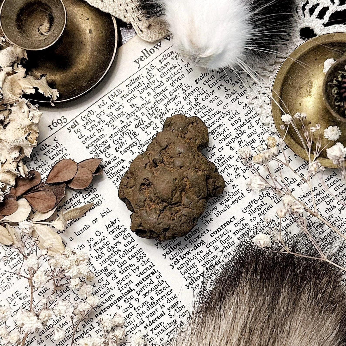 Real Coprolite Fossil – No. 10