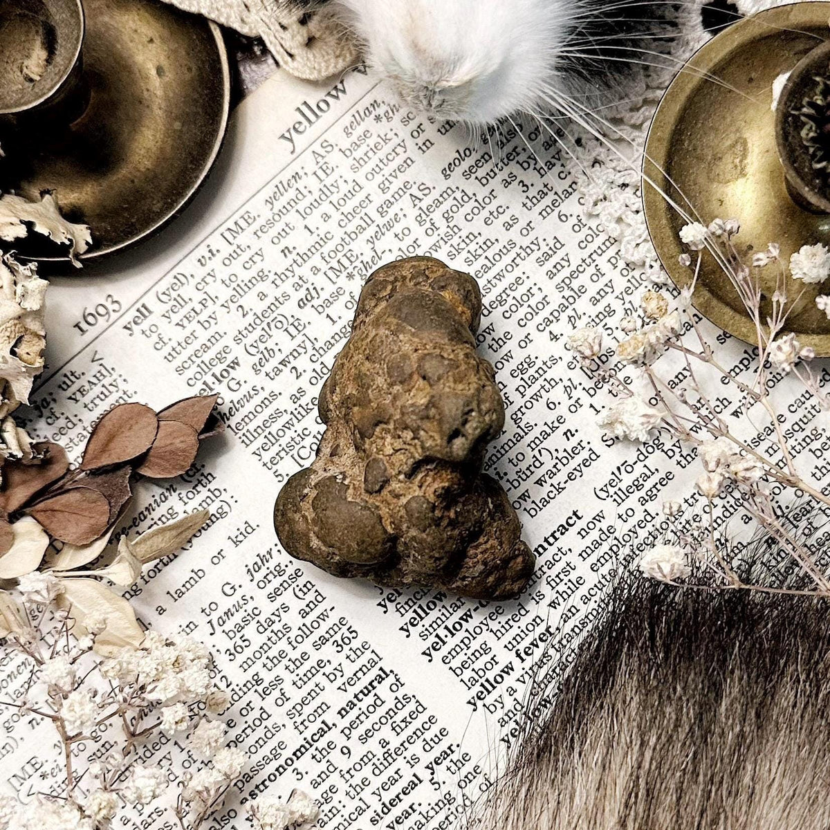 Real Coprolite Fossil – No. 11
