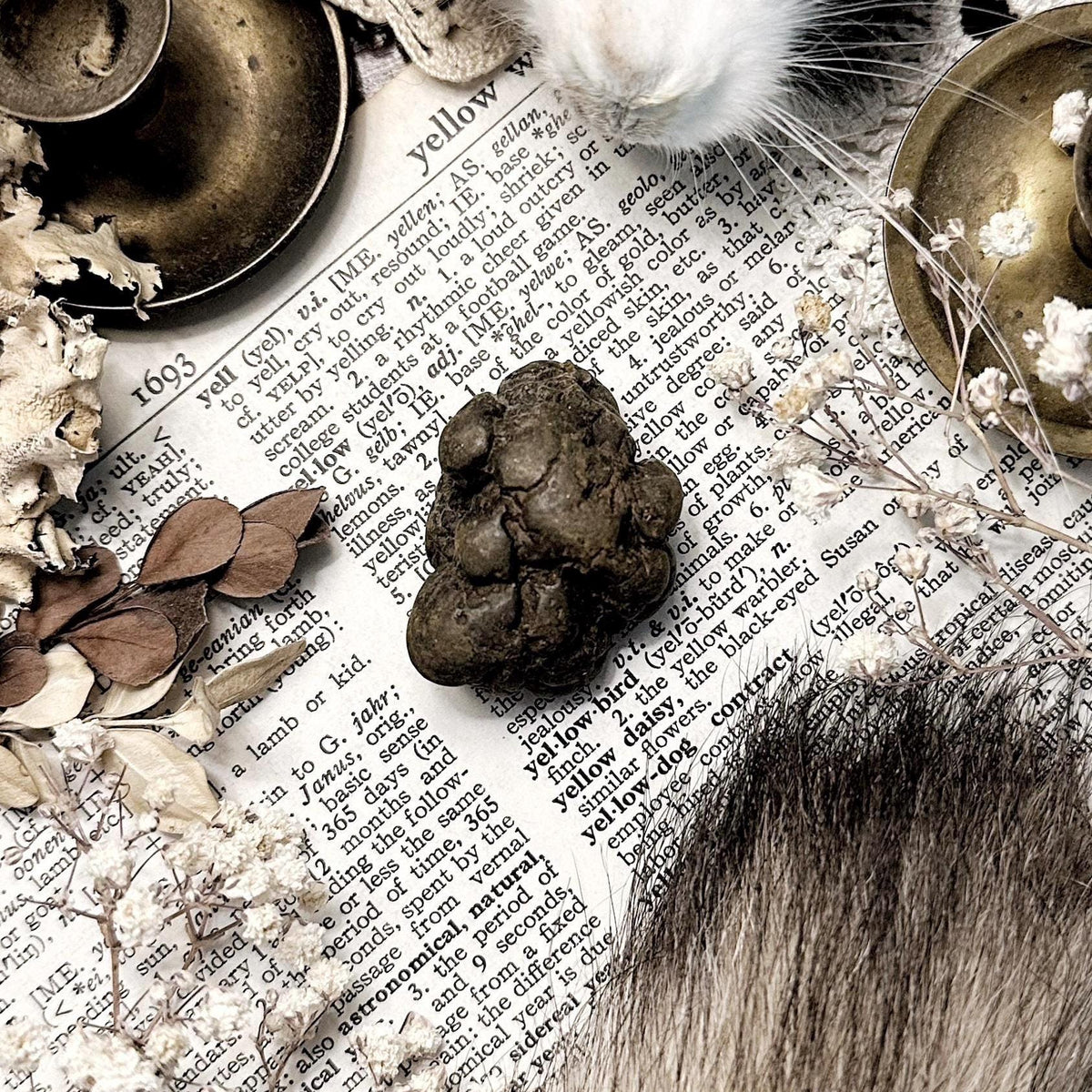 Real Coprolite Fossil – No. 17