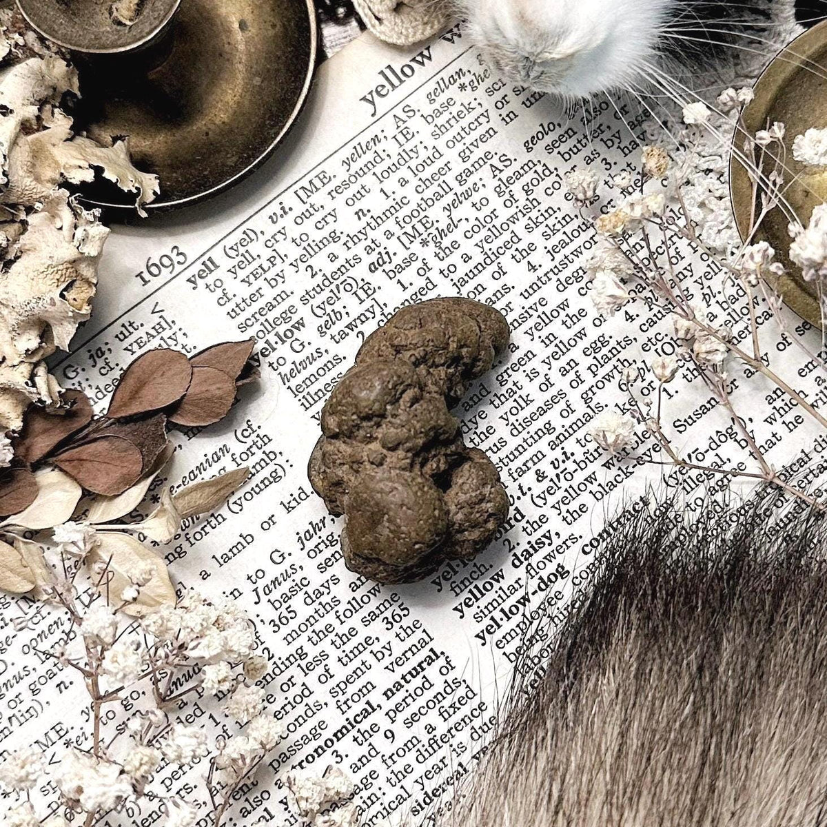 Real Coprolite Fossil – No. 33