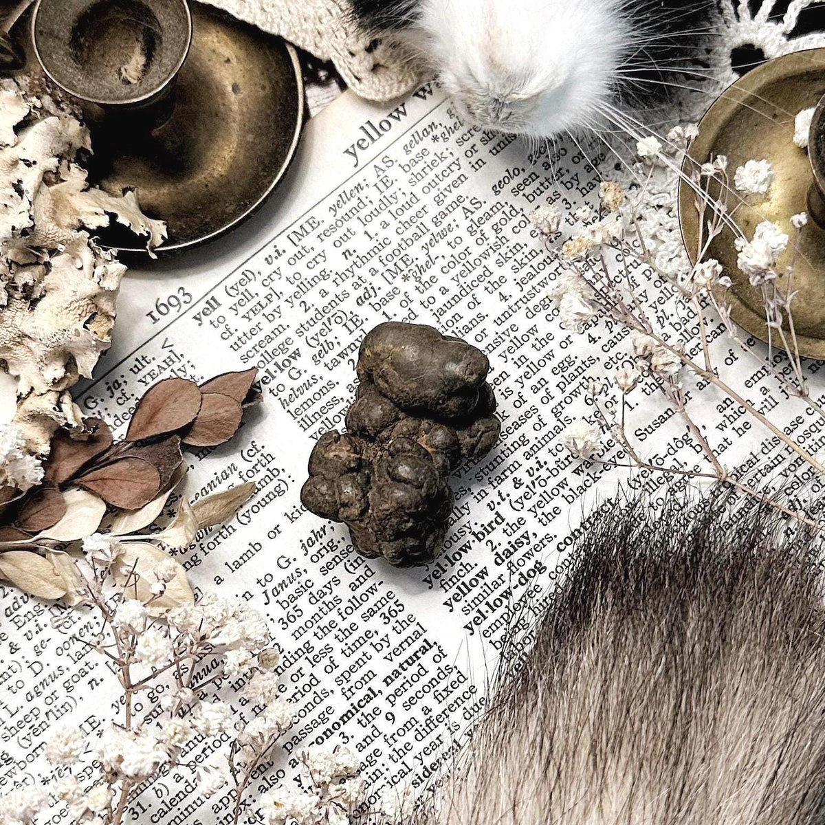 Real Coprolite Fossil – No. 35