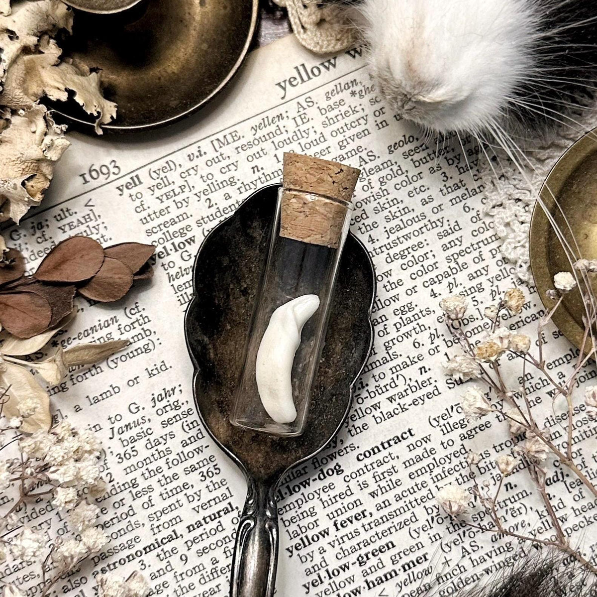 Real Tiny Coyote Tooth in Glass Vial – No. 01